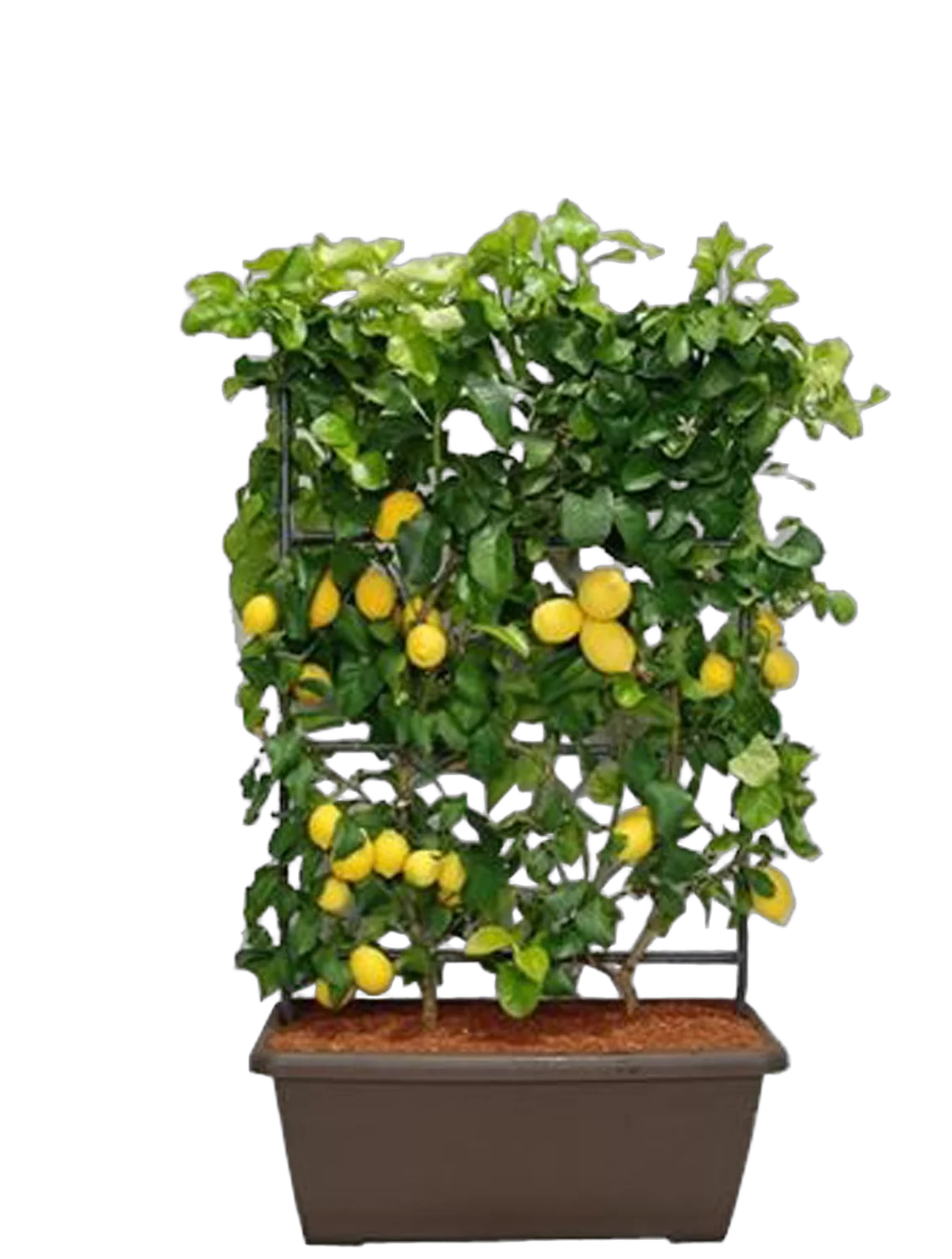 Лимон на опоре 130 см