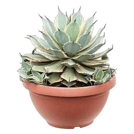 Агава потаторум Ай скрим - Agave Potatorum Eye Scream D35 H45