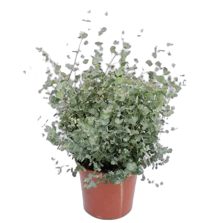 Эвкалипт Гунни Буш (Eucalyptus gunnii Bush) D14 H40