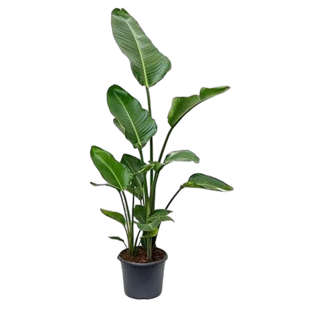 Стрелиция Николай - Strelitzia Nicolai D30 H120