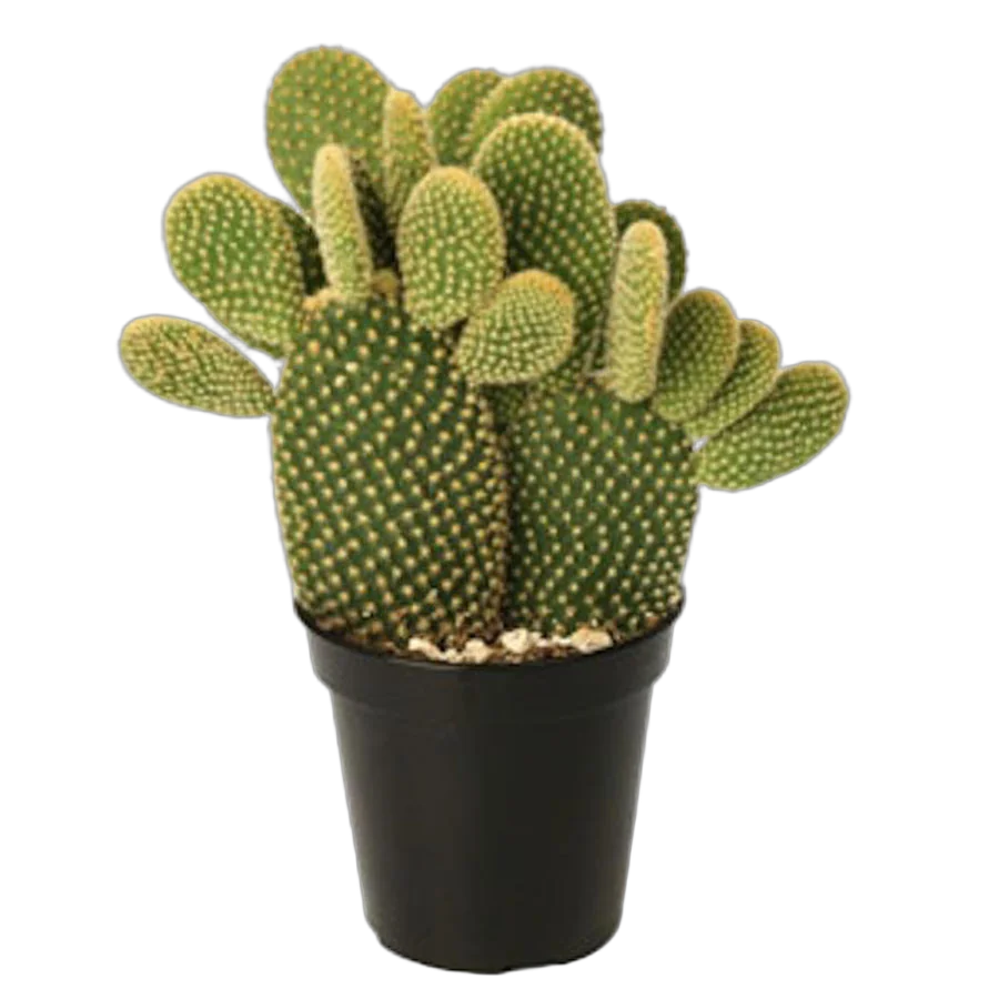 Опунция микродезис руфида -  Opuntia Microdasys Rufida D17 H35