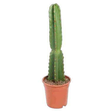 Цереус Ямакару - Cereus jamacaru D14 H50