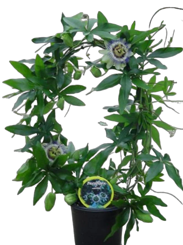 Пассифлора пестрая - Passiflora caerulea D12 H50