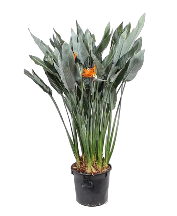 Стрелиция королевская - Strelitzia reginae D35 H160