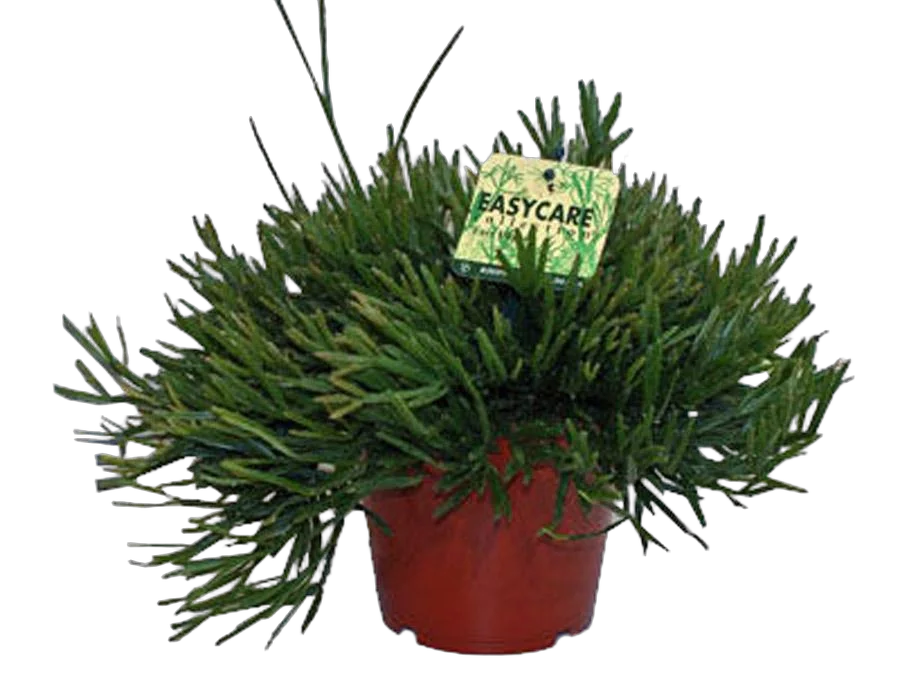 Рипсалис - Rhipsalis ewaldiana D18 H25