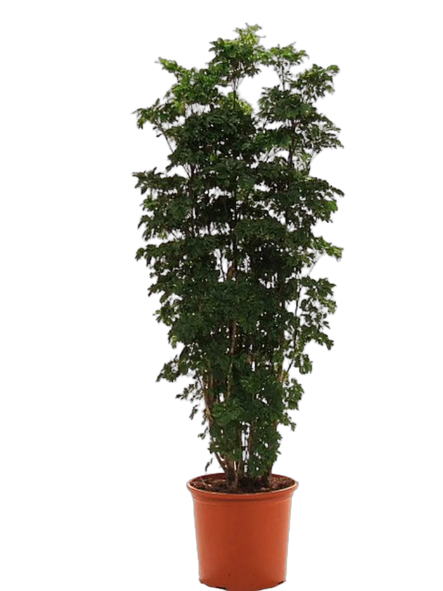 Полисциас Робл D32 H160