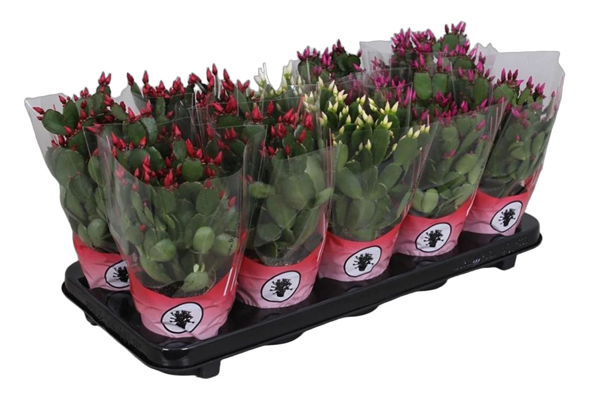 Шлюмбергера малиновая - Schlumbergera D15 H25