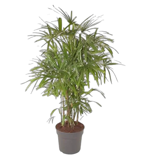 Пальма Рапис высокий - Rhapis Excelsa D40 H170