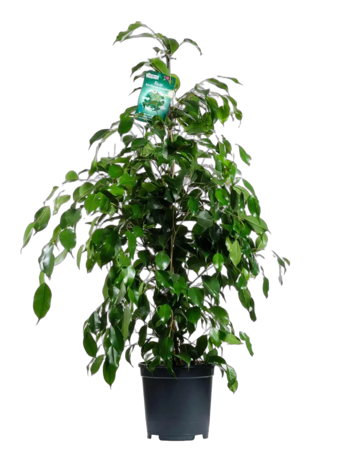 Фикус Бенджамина Экзотика - Ficus benjamina Exotica D27 H150
