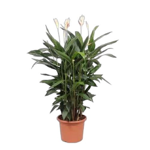 Геликония Хаван - Heliconia hawaп D45 H170