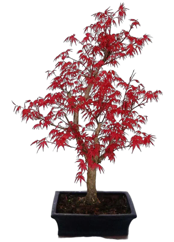 Бонсай красный клен D20 H40