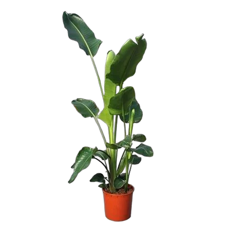 Стрелиция Николай - Strelitzia Nicolai D34 H210