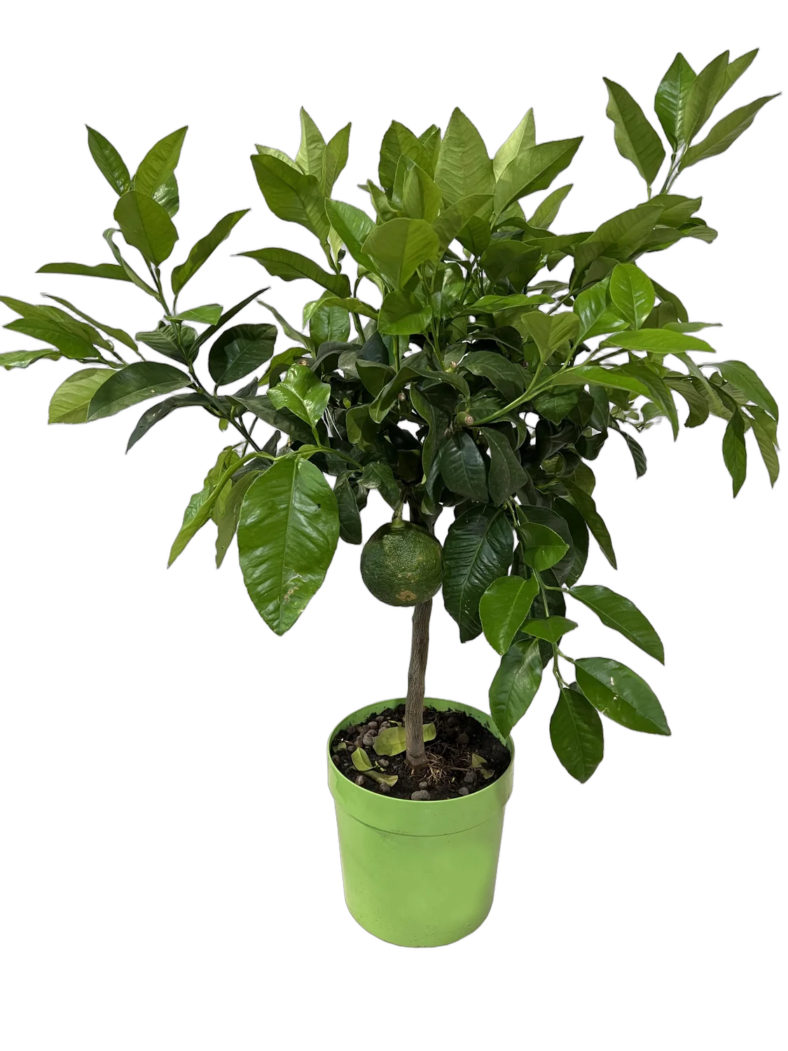 Бергамот Фемминелло - Citrus bergamia Femminello  D21 H90