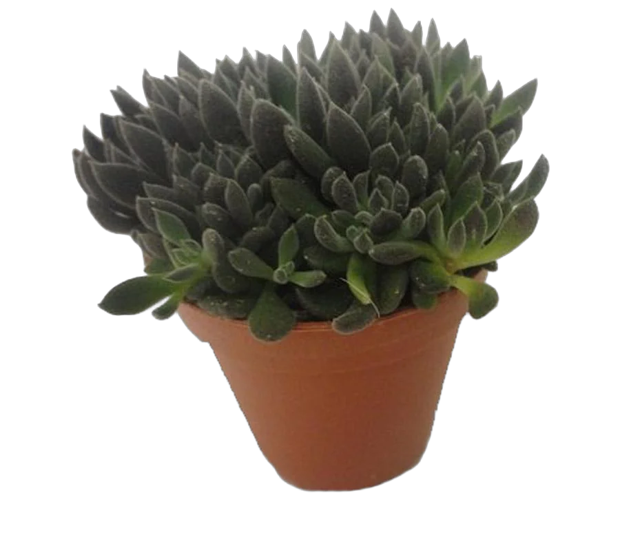 Синокрассула