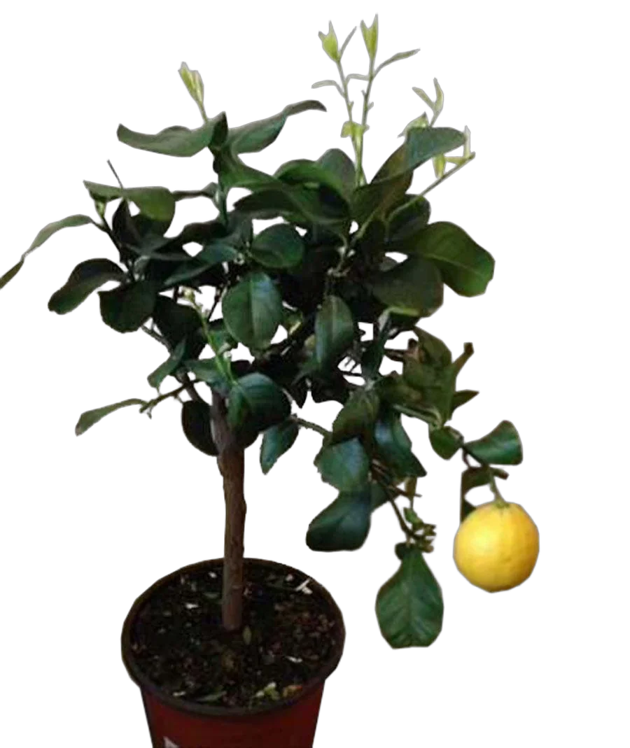 Лиметта Дольче Романа - Citrus limetta Dolce Romana D21 H70