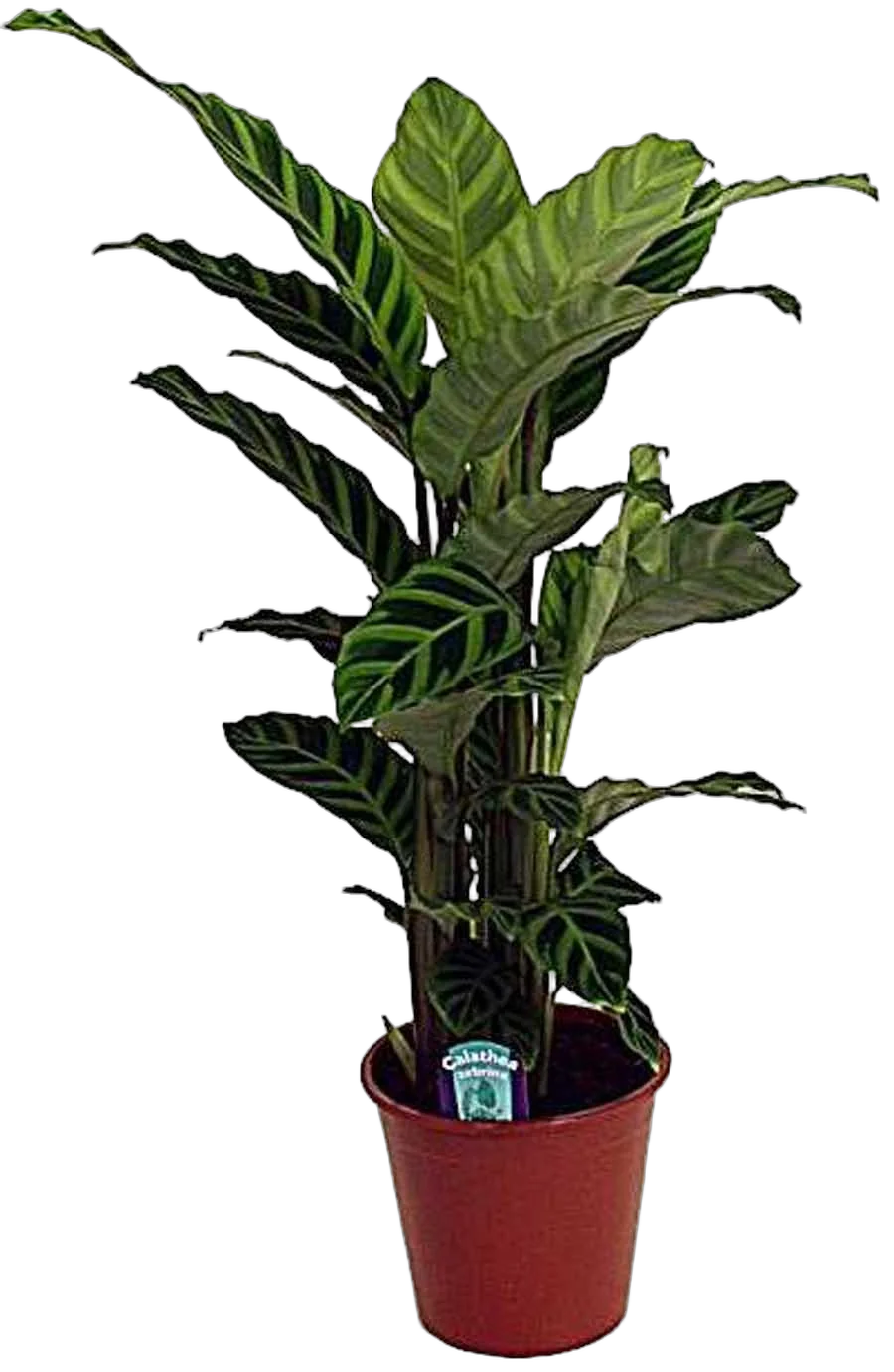 Калатея зебровидная - Calathea zebrina D18 H100
