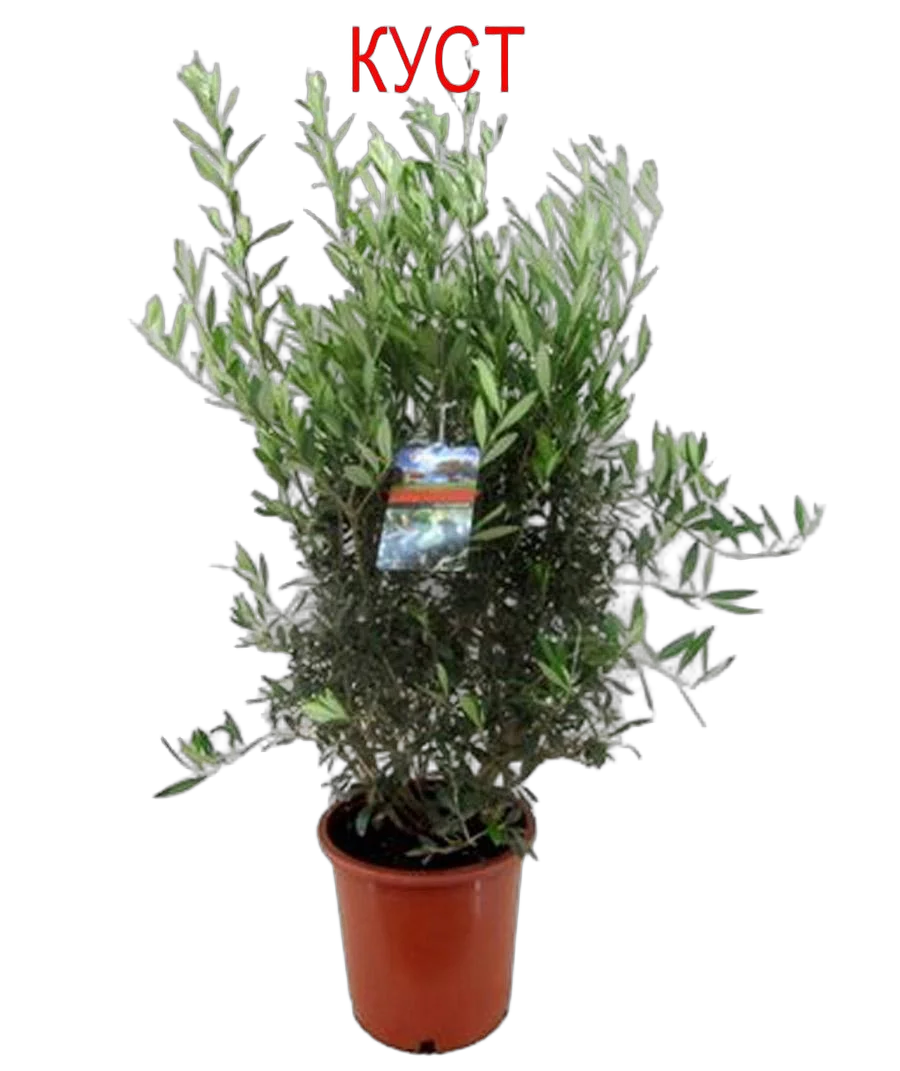 Оливковое дерево КУСТ, маслина европейская - Olea europaea D27 H120