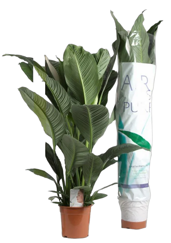 Спатифиллум Сенсация - Sensation D24 H136