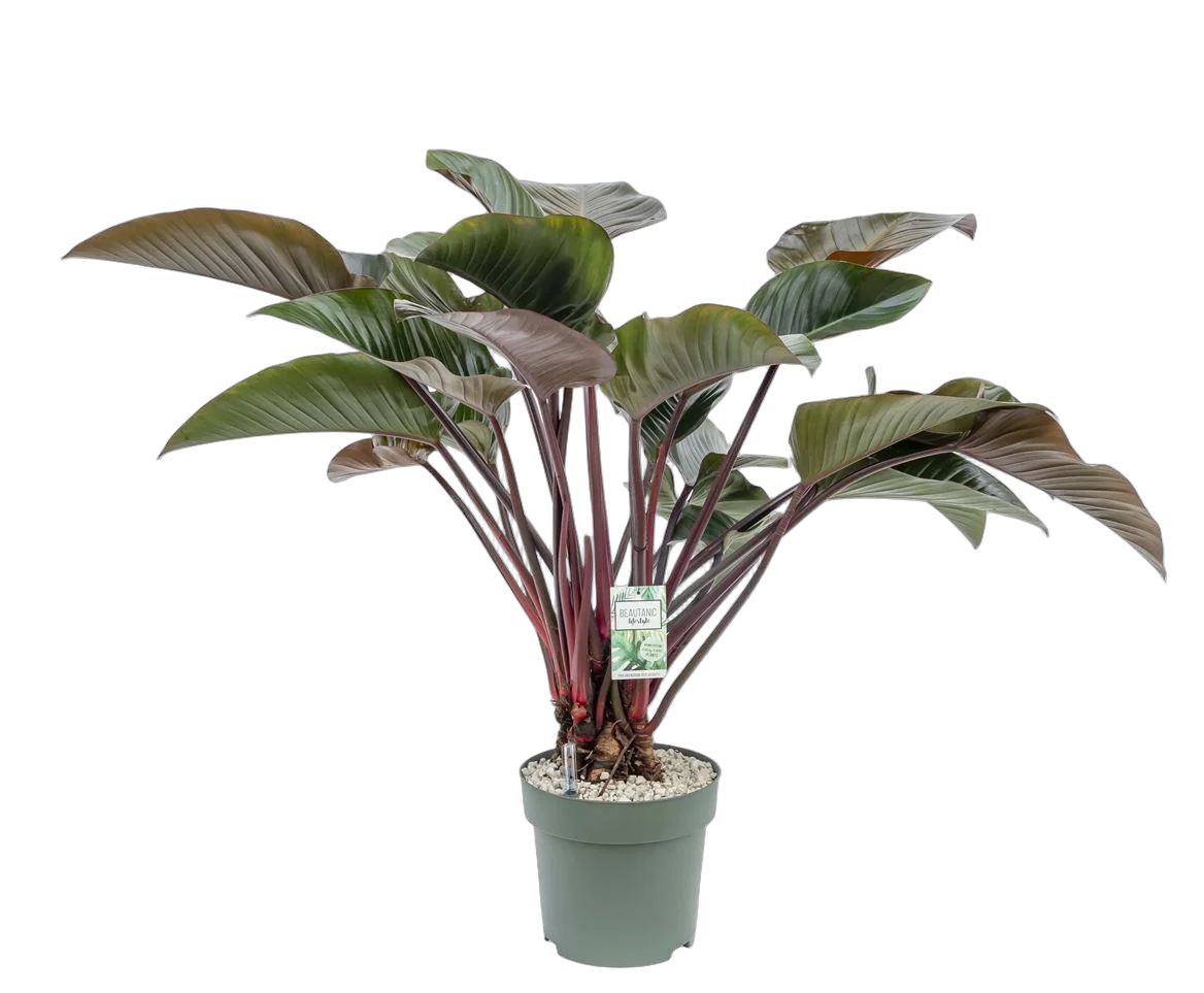 Филодендрон Ред Эмеральд - Philodendron Red Emerald D27 H100
