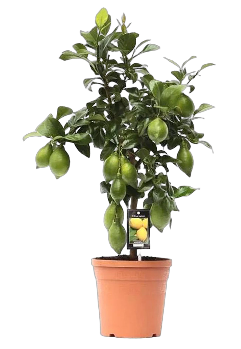 Лимонное дерево - Citrus limon D25 H100