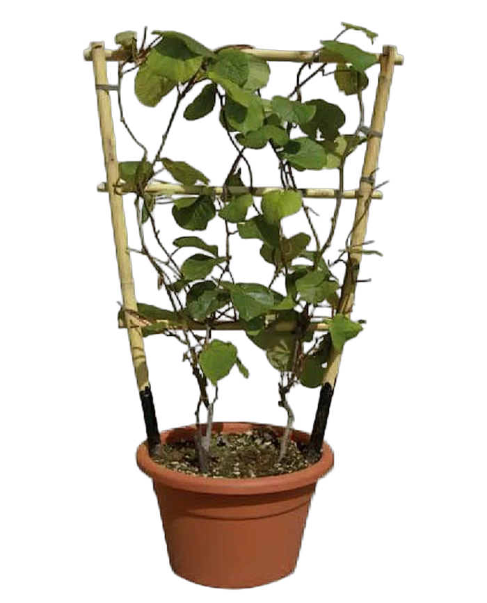 Киви (Актинидия) - Actinidia D14 H50