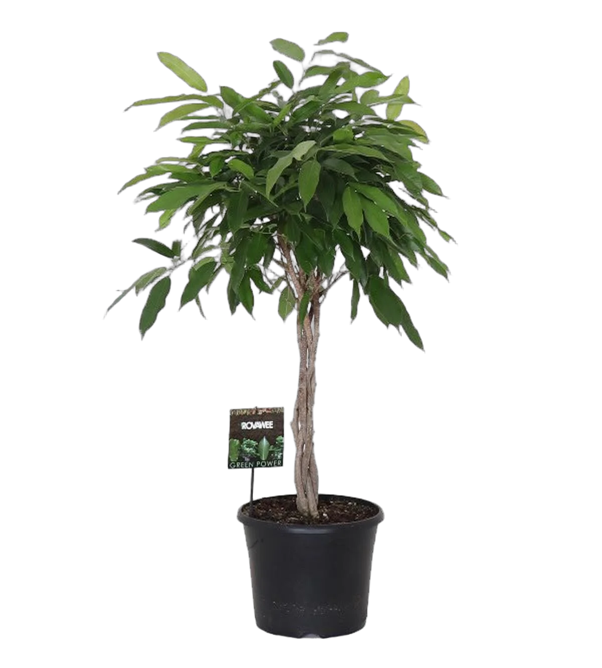 Фикус Биннедика Амстел Кинг косичка - Ficus Amstel King D30 H110