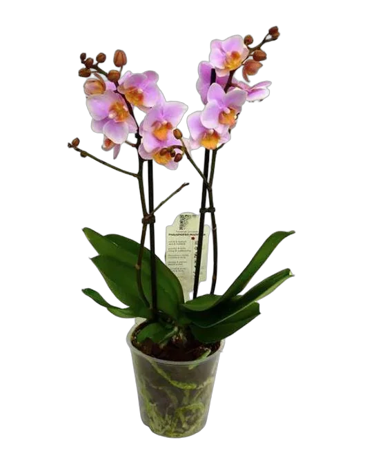 Фаленопсис мини 2 цветоноса- Phalaenopsis Jiaho’s Pink Girl D9 H20