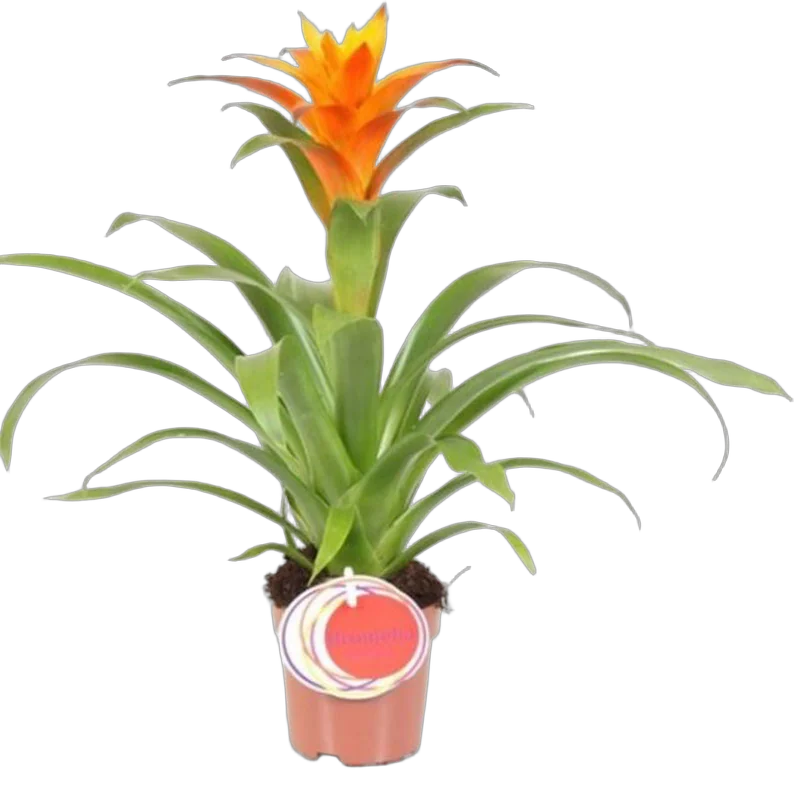 Гусмания ораньжевая - Guzmania Jive D12 H75