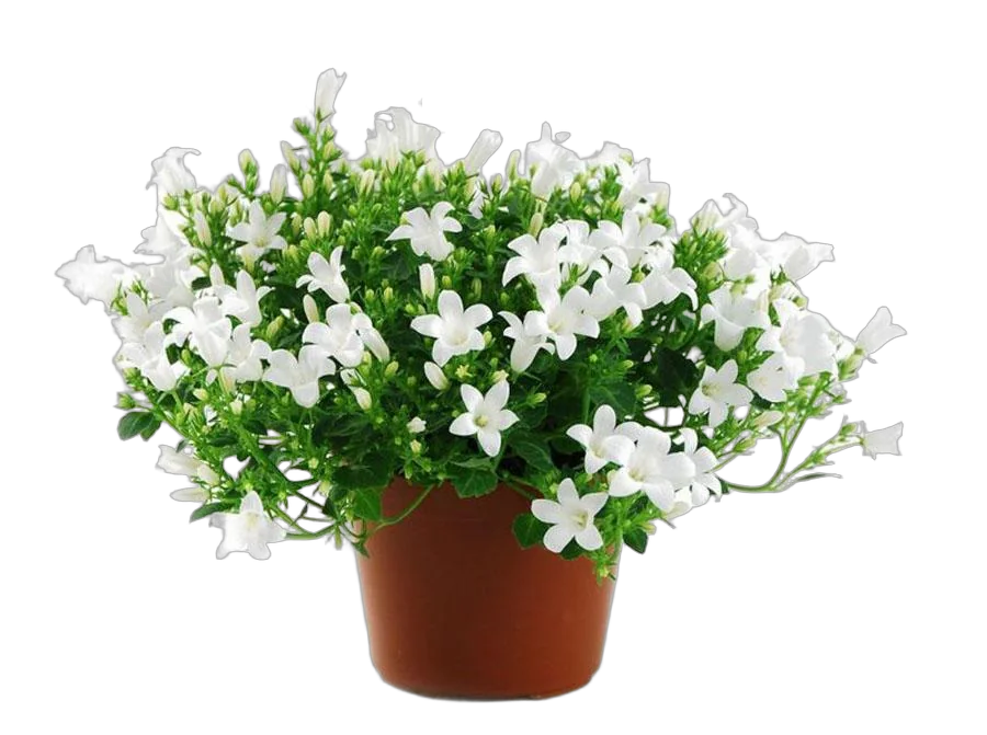 Кампанула Гет Ми белая - Campanula D11 H15