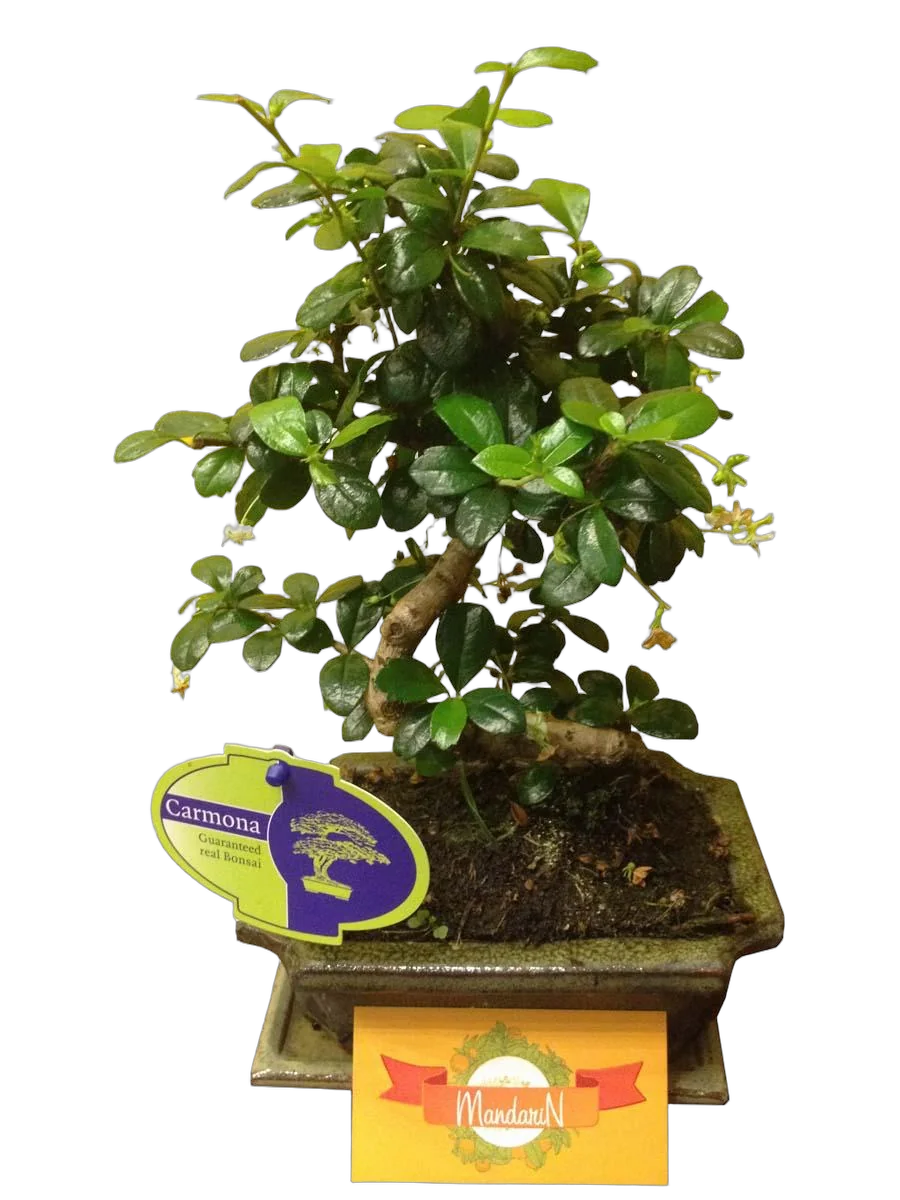 Бонсай Кармона D18 H25