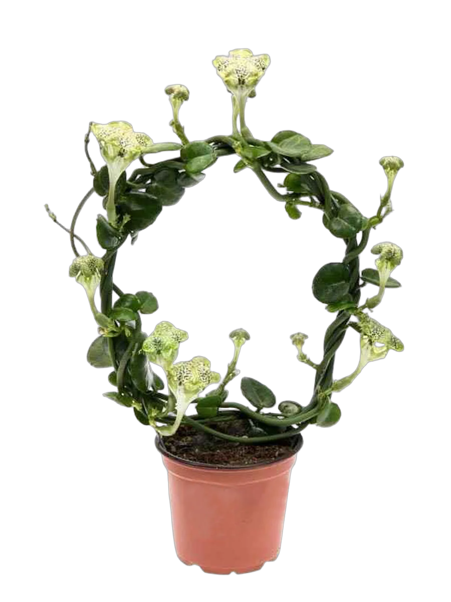 Церопегия Сандерсона - Ceropegia Sandersonii Hoop D12 H45