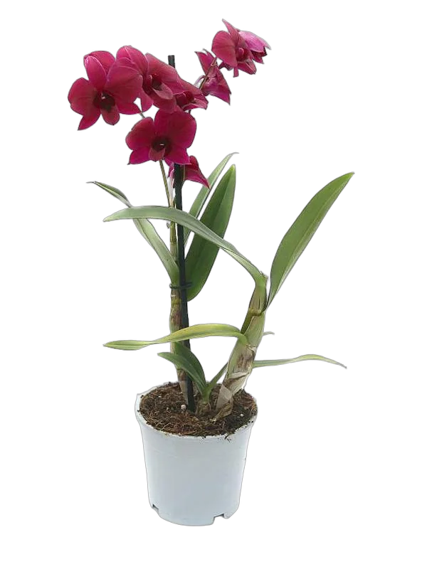 Дендробиум фаленопсис 'Sa-Nook' - Dendrobium phalaenopsis D12 H40