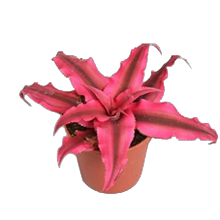 Криптантус двуполосый - Cryptanthus pink starlight D9 H10