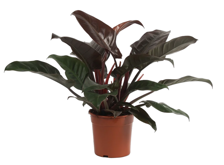 Филодендрон Ред Эмеральд - Philodendron Red Emerald D20 H65