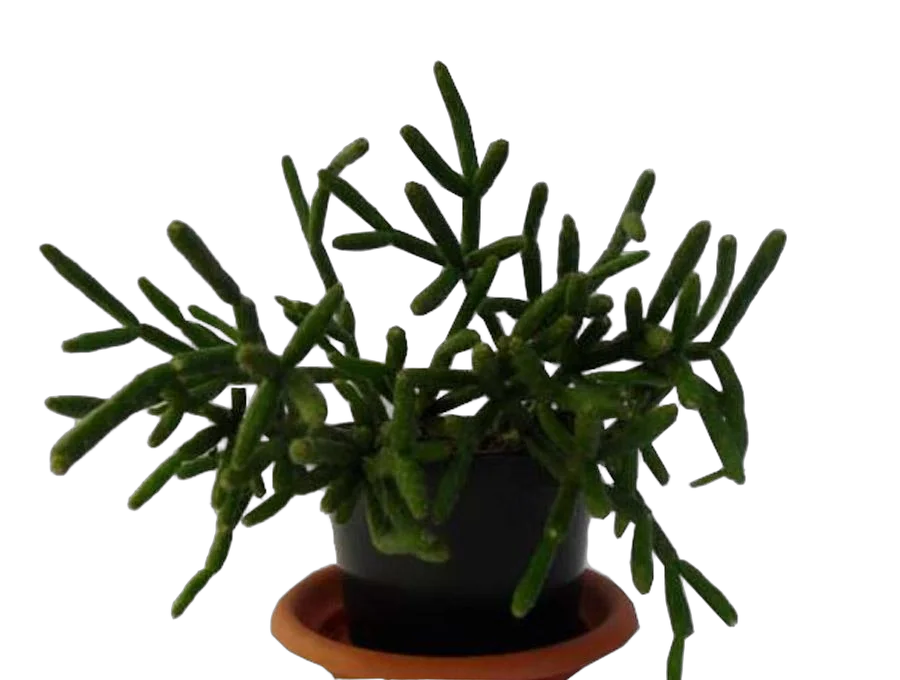 Рипсалис Линдберга - Rhipsalis lindbergiana Easy Magic H9 H12