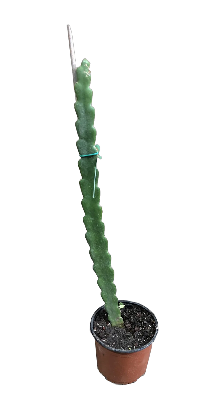 Драконий фрукт или Гилоцереус волнистый -  Hylocereus undatus D17 H60