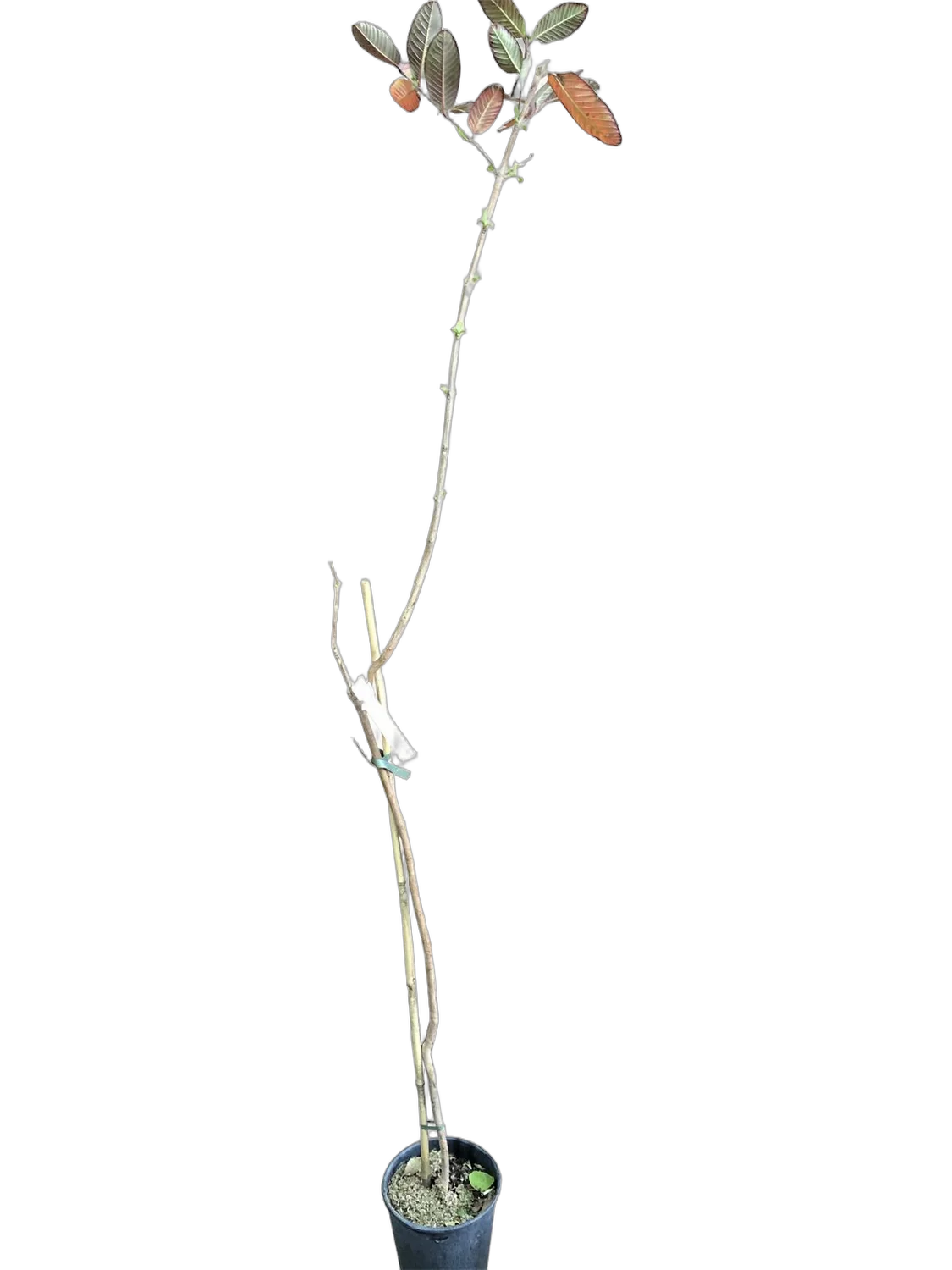 Гуава Кеттли — Psidium guajava D18 H100