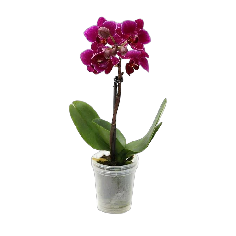 Фаленопсис мини 1 цветонос - Phalaenopsis Multiflora  D9 H15