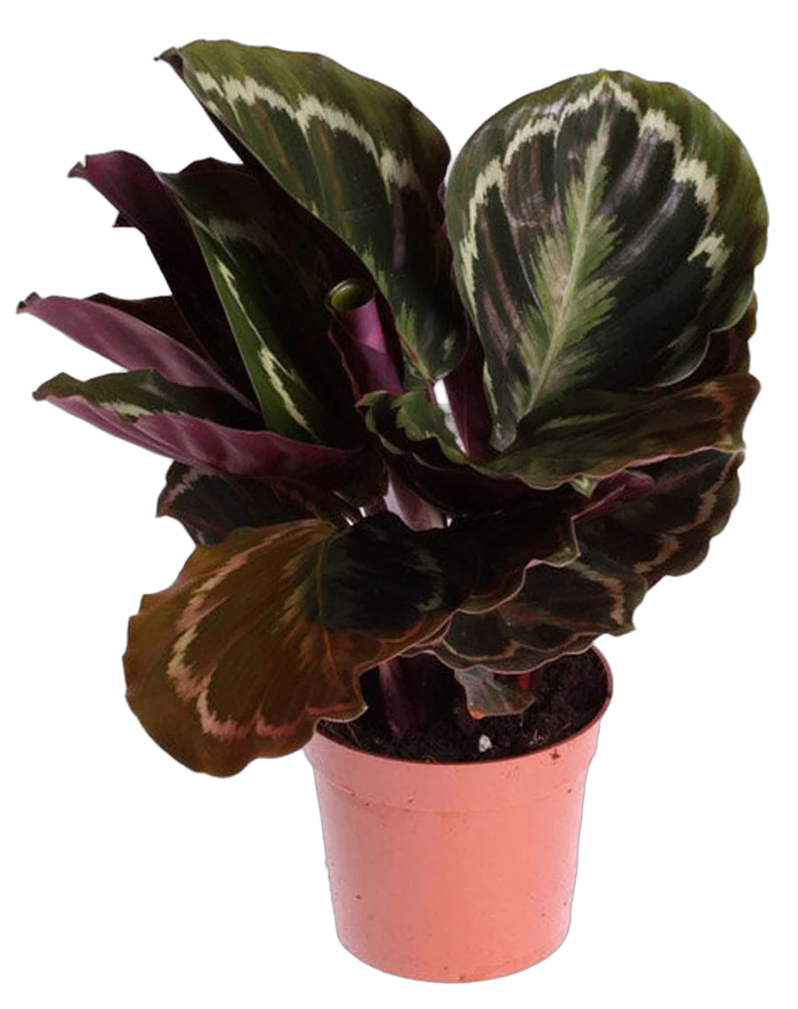 Калатея Медальон - Calathea roseopicta D12 H40