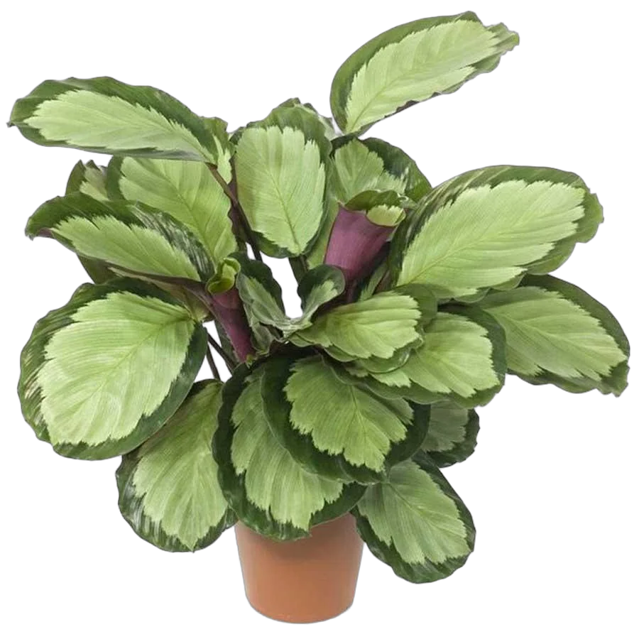 Раскрашенная