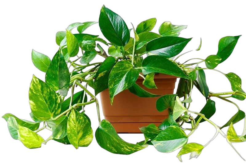 Эпипремнум Ауреум - Epipremnum Aureum D17 H40