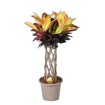 Кодиеум Миссис Айстон цилиндр - Codiaeum MRS ICETON KOKER IN DECO D25 H120