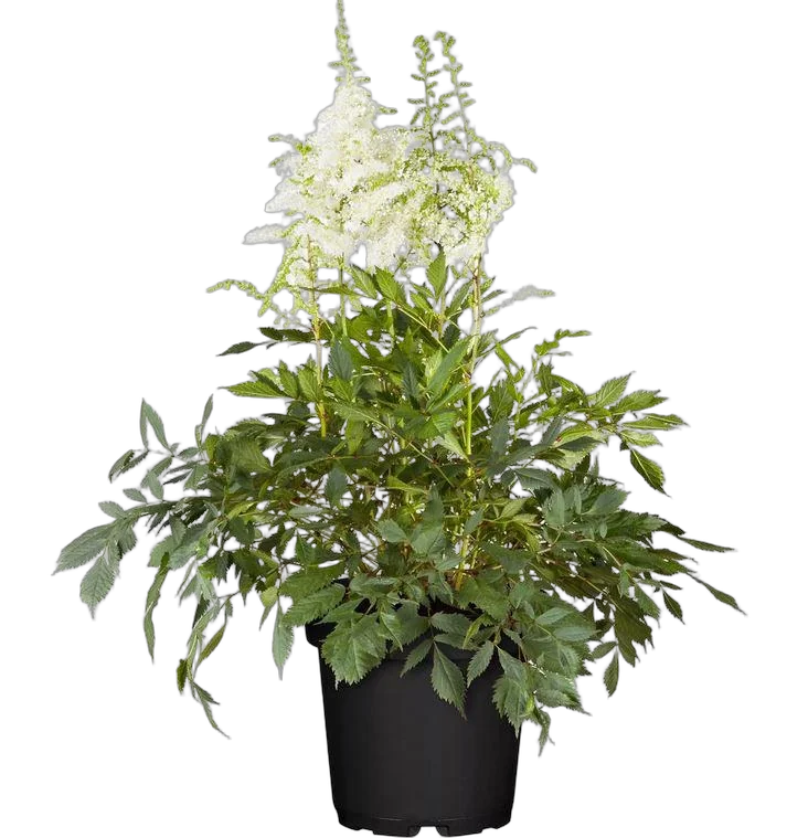 Астильба Г. Арендса Майти Плони - Astilbe Mighty Plonie D14 H40