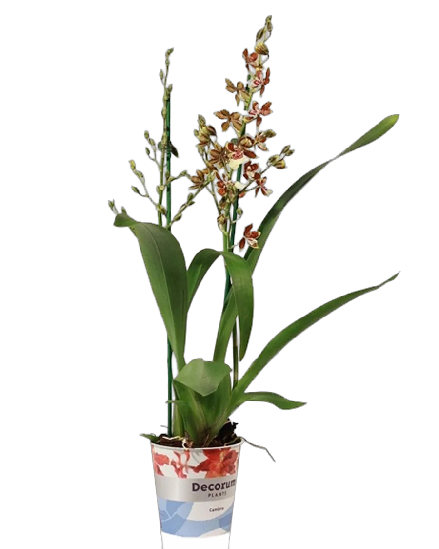 Камбрия Джангл Монарх - Cambria Jungle monarch D12 H60