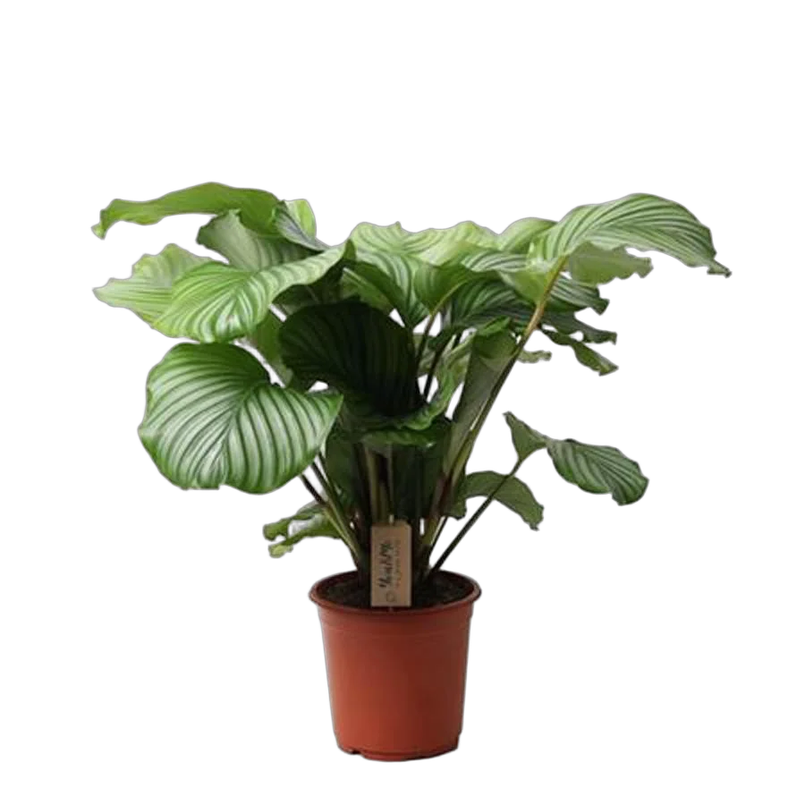 Калатея орбифолия - Calathea orbifolia D21 H55