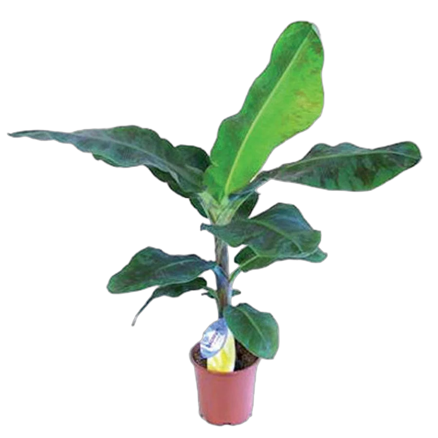 Банановая пальма Муса D10 H30