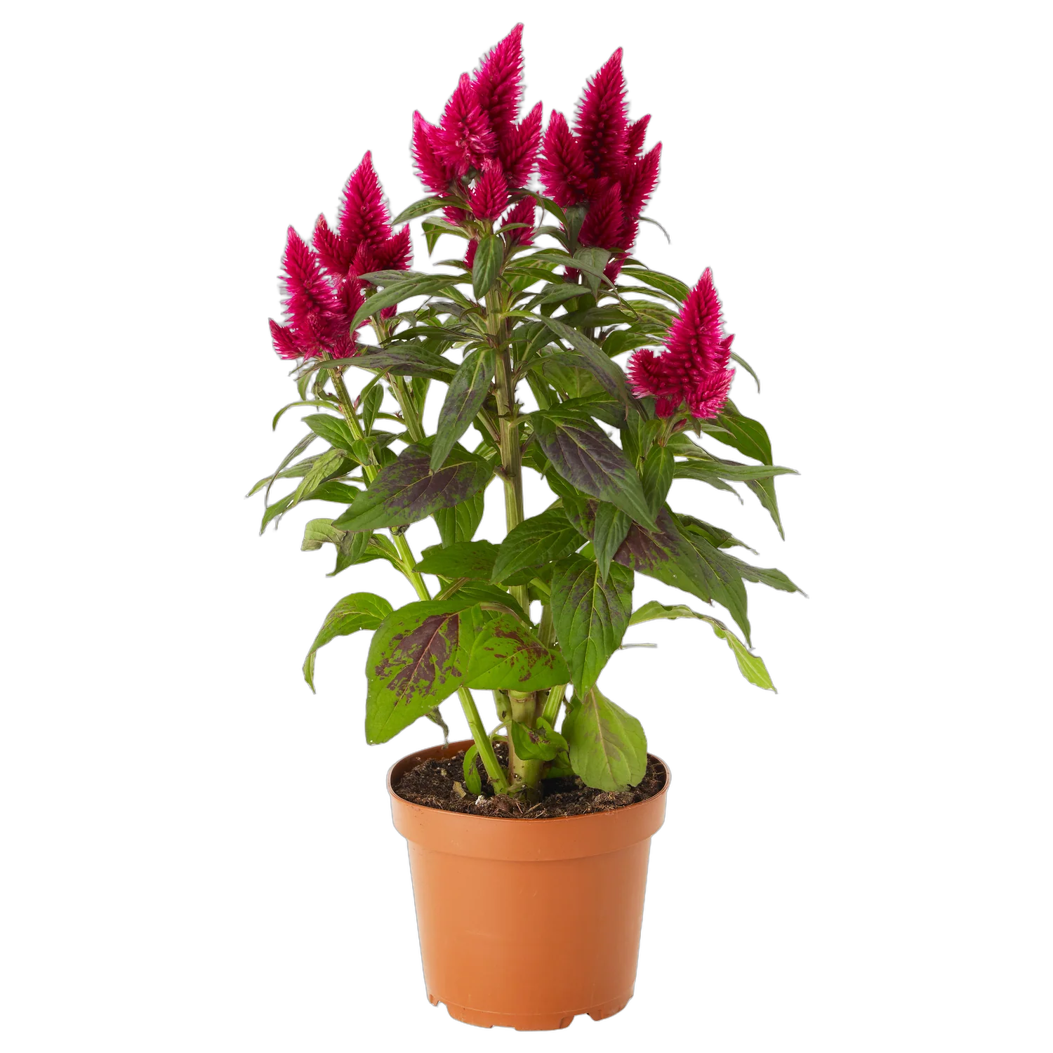 Целозия Каракас бордовая - Celosia Merida Caracas D19 H55