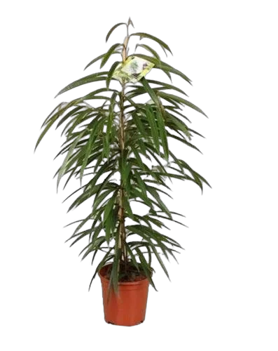 Фикус Биннедика Али - Ficus binnendijkii Alii D17 H80