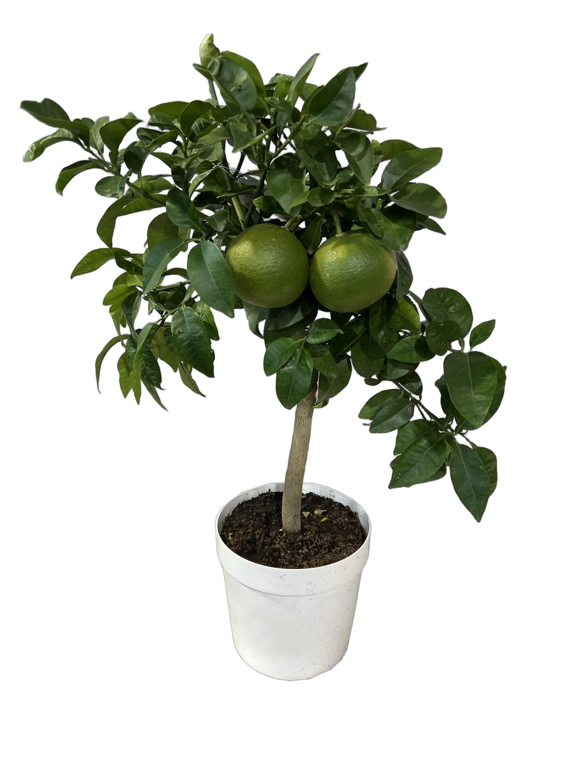 Грейпфрут Стар Руби - C. paradisi Star Ruby D21 H80