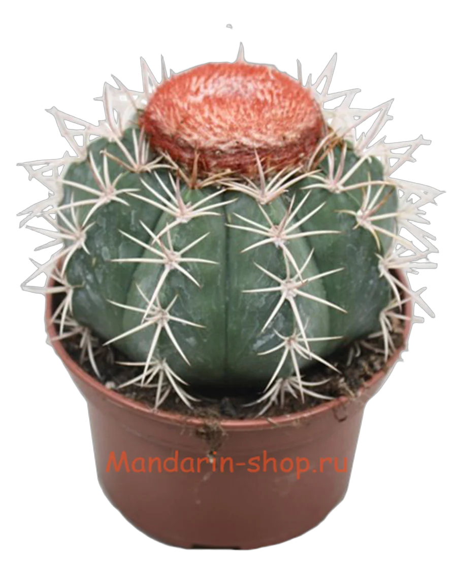 Мелокактус Байский - Melocactus  Bahiensis D9 H15